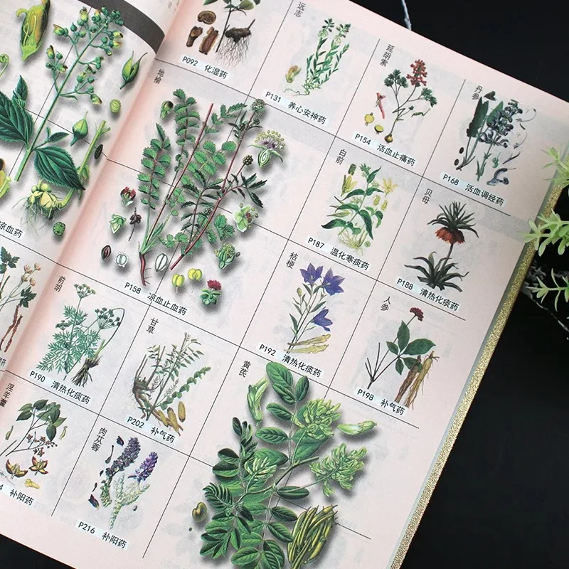 Compendium of Materia Medica, Li Shizhen's Chinese Herbal Medicine Books - 4
