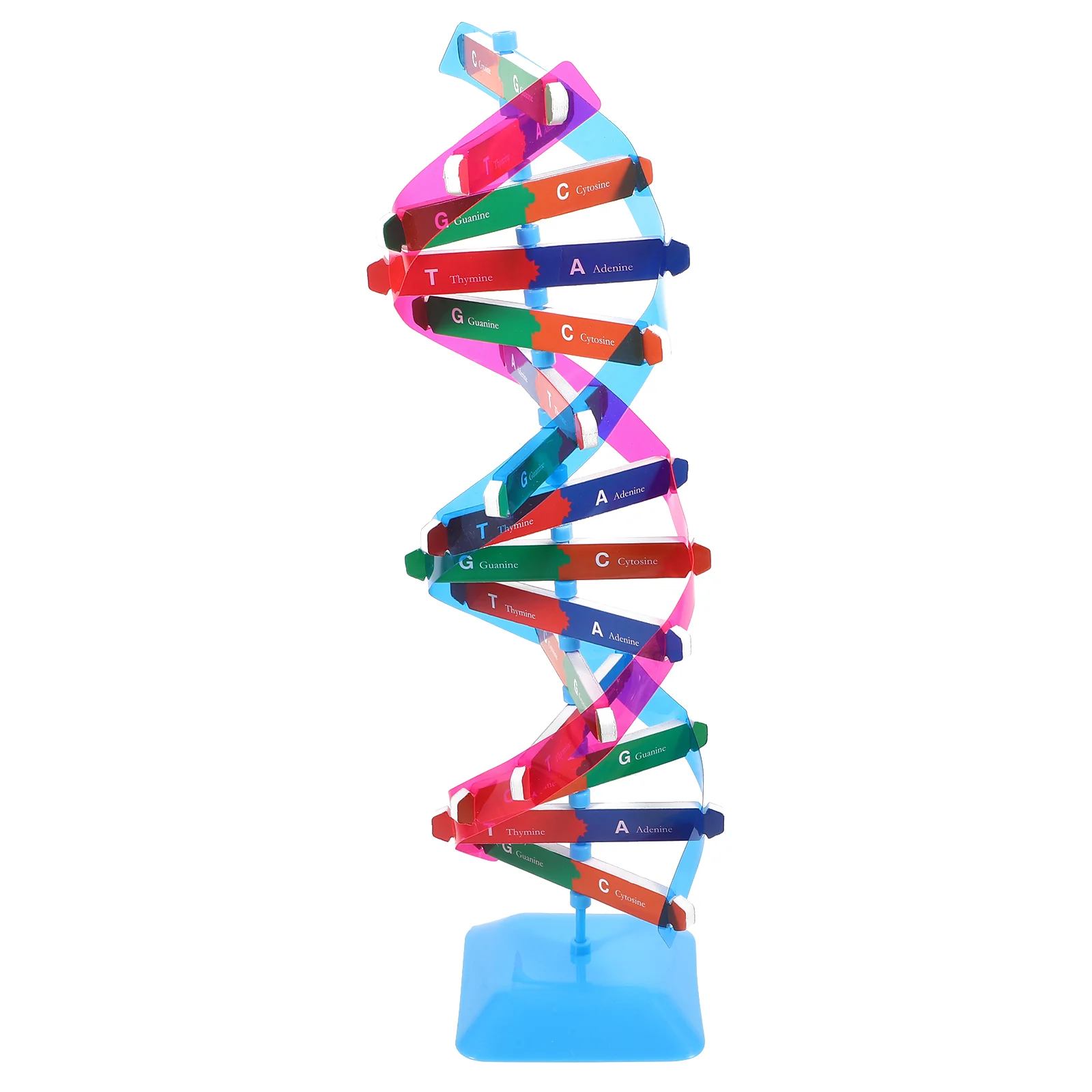 

Dna Model Toy Classroom Teaching Aids Double Helix Children Assembly Plaything Human Body Gene