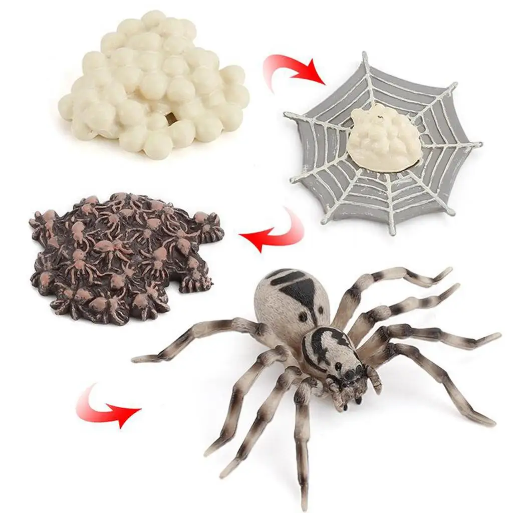 4 Pieces Life Cycle of A Spider, Animal Growth Cycle Includes Egg, Larva, 4