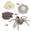 4 Pieces Life Cycle of A Spider, Animal Growth Cycle Includes Egg, Larva, 4