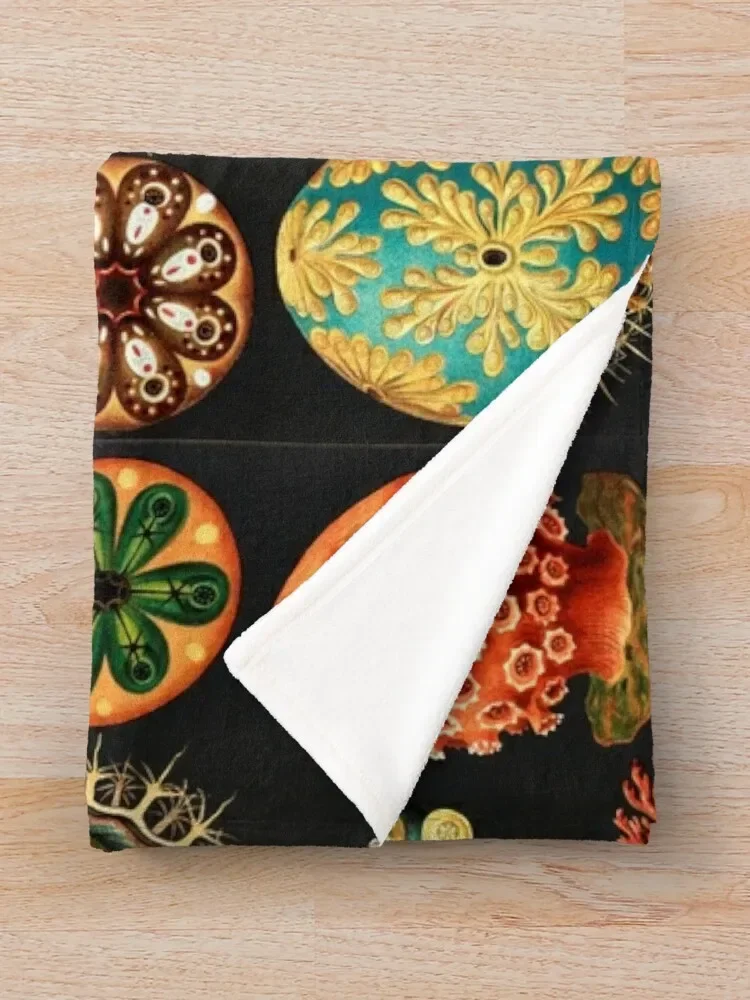 Ernst Haeckel ������ ���, �ҷ��� ����, �����̴� �̺� ���, �ڿ��� ����