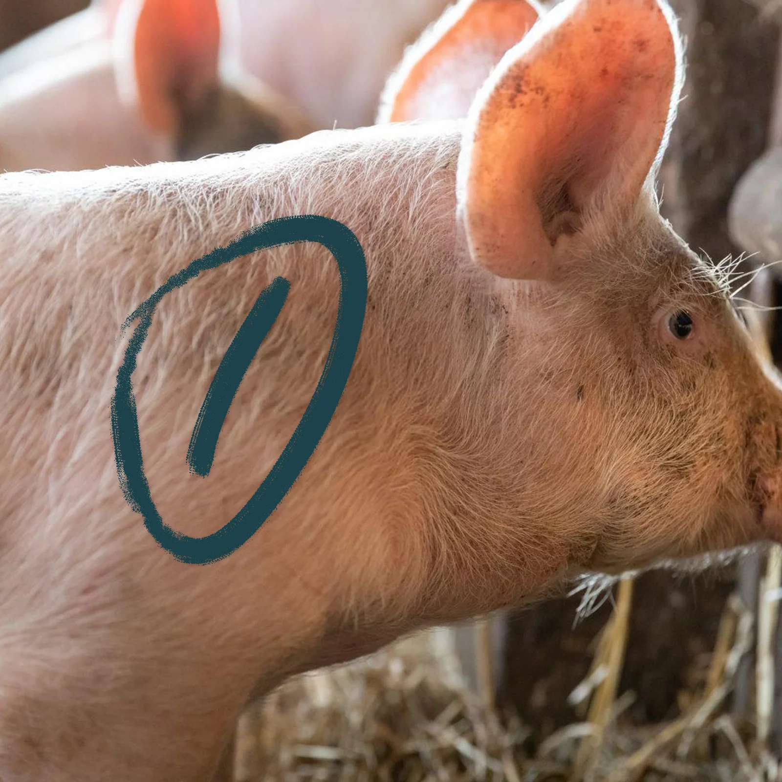 5 Pcs Livestock Ear Tags Marking Stick Animal Identification Crayon Farming Supplies Wax Marker For Pig Cow Goat Sheep Horse Donkey