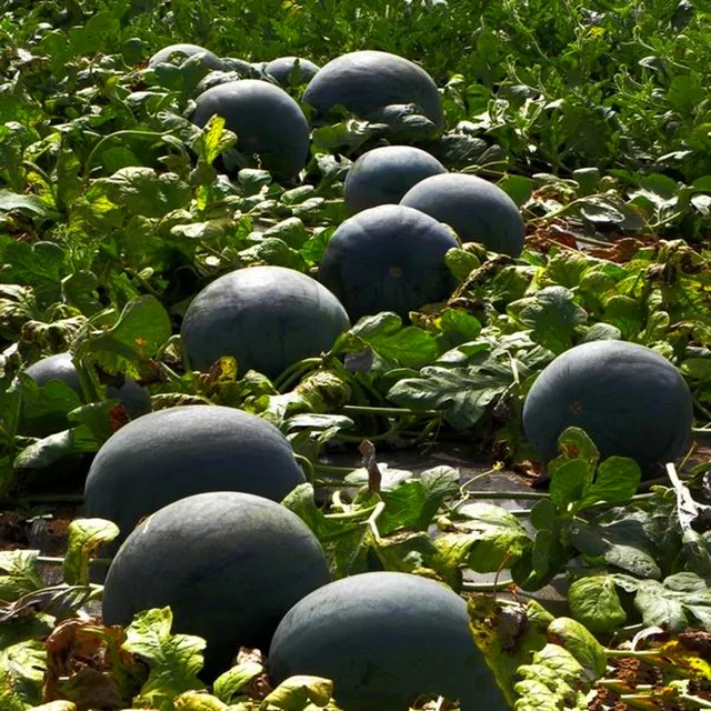 Gyári Közvetlen Ellátás Autóipari Minőségű Karbamid N46% Műtrágya - Image 6