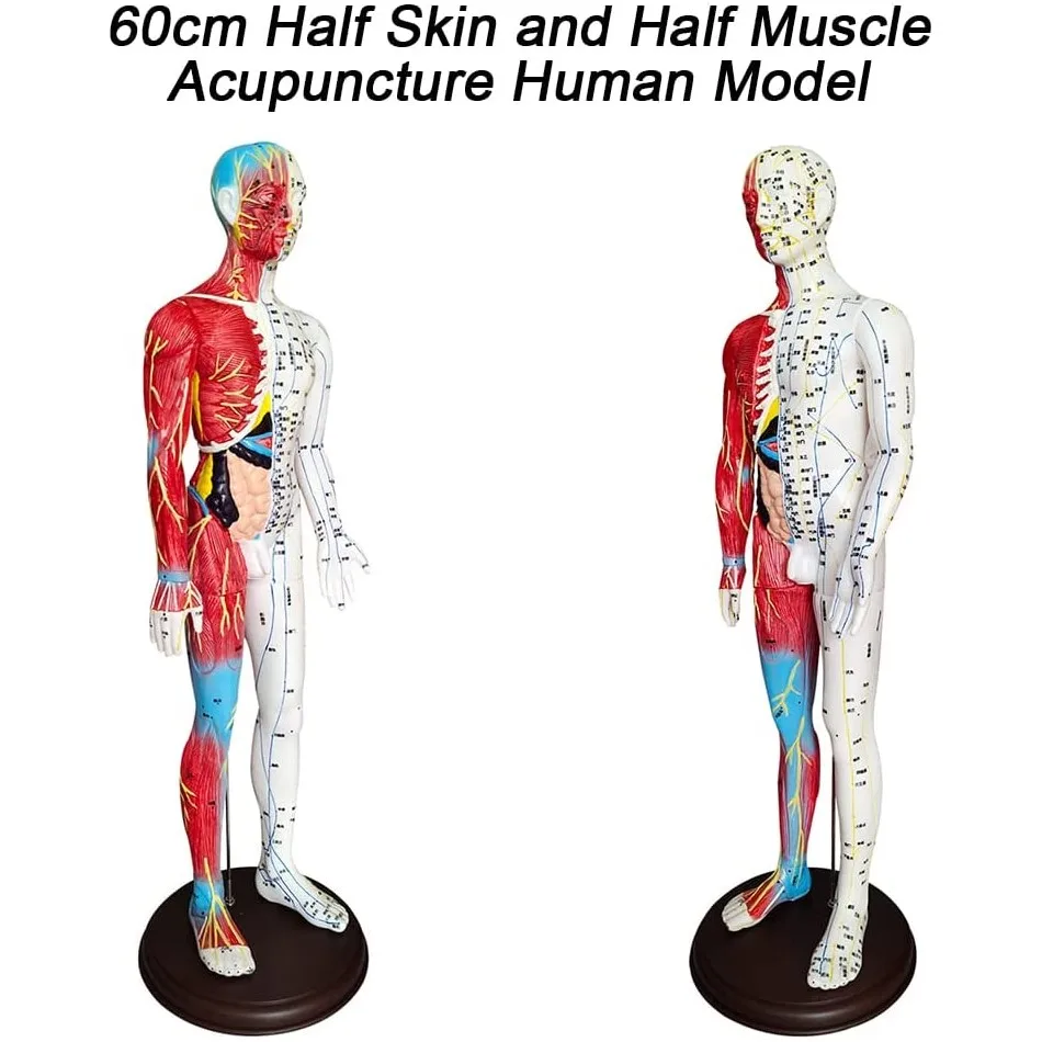 Acupuncture Muscle Meridian Model 2