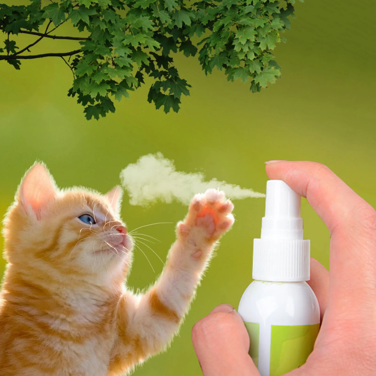 Spray d'herbe à chat pour chatons, ingrédients sains, attractif, facile à  utiliser, sans danger pour les animaux de compagnie, cadeaux pour chats,  50ml - AliExpress