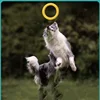 1PC Large Dog Interactive TPR Toy - Durable Floating Ring Pulling Dog Ring for Teeth Grinding And Interactive Play 3