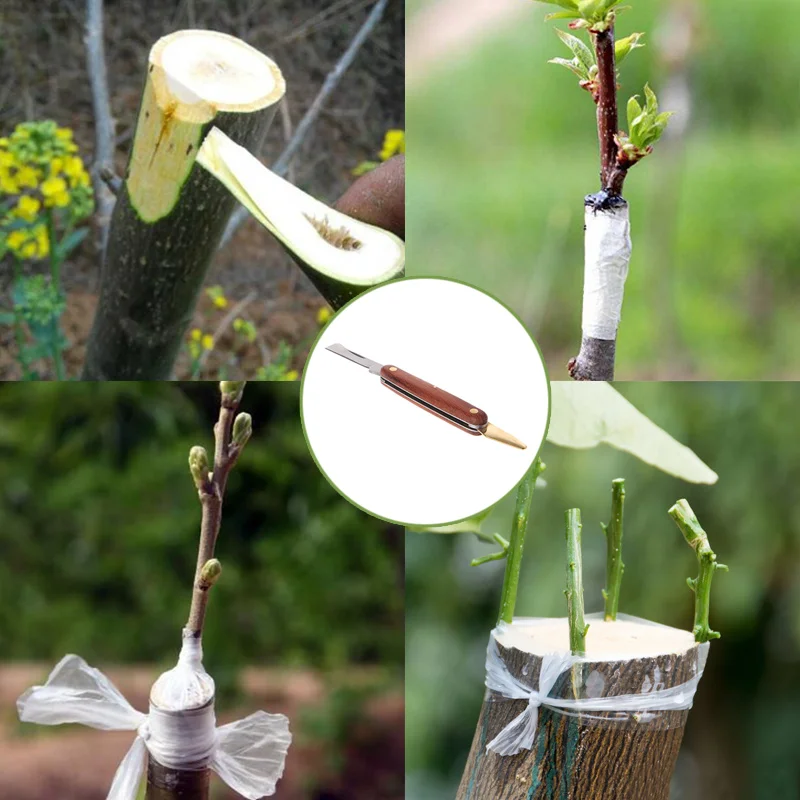 Folding Wooden Grafting Knife 2