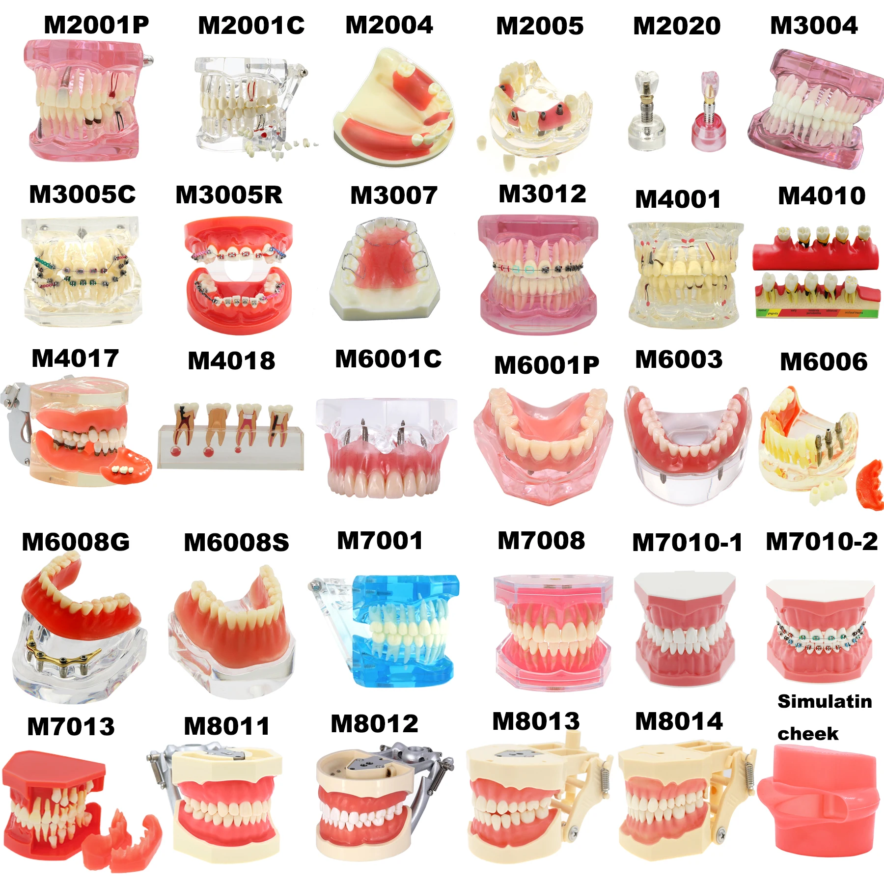 Multiple Types Dental Model Teeth Dental Teaching Models Study