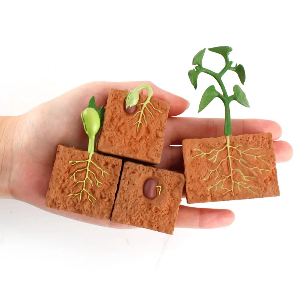 Simulation Green Bean Plant Growth Cycle Model Educational Toys for Children educational toys,animal life cycle toys