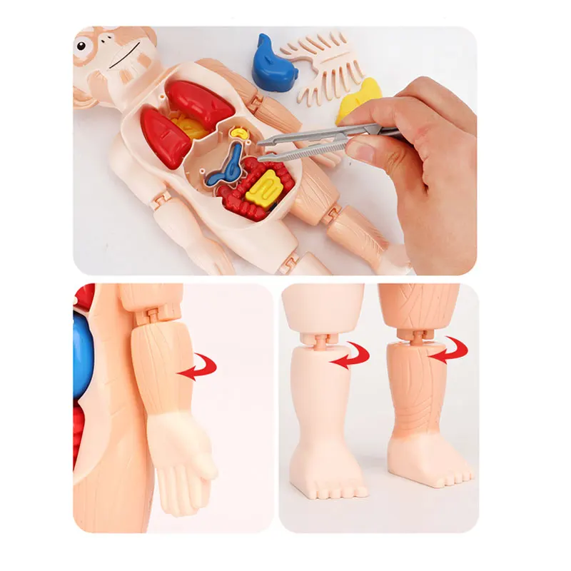 3D Puzzle Human Body Anatomy Model Kid Montessori Learning Educational Organ Assembled Toy Teaching Tool For Children STEAM Gift 4