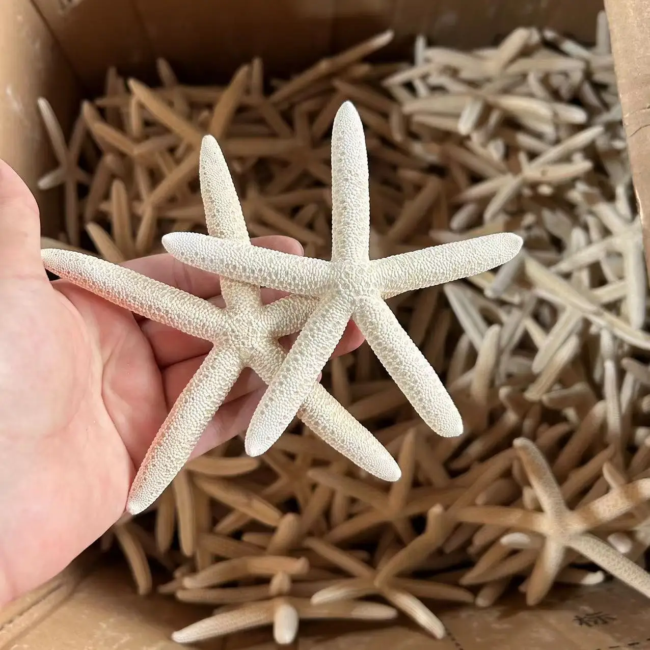Natural Shell Conch Window Landscaping Mediterranean Decorative Bread Star Micro Landscape Starfish natural shell ornaments