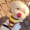 [Popular Chioce] Small Dog Harness and Leash Step in No Chock No Pull Soft Mesh Bee Heart Wing Cute Design With Secure Zinc Allo 3