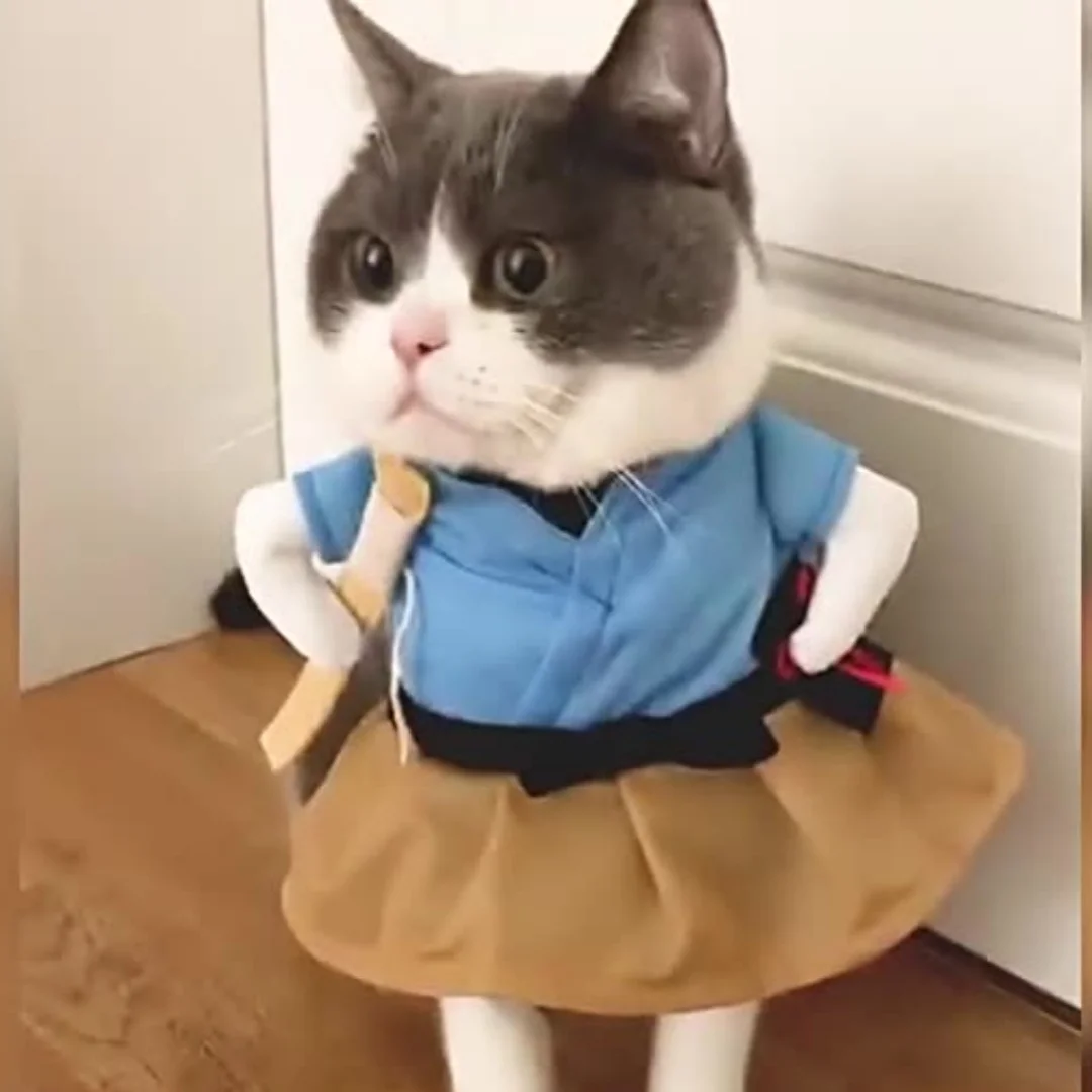 Costume de kimono japonais pour animaux de compagnie, robe yukata mignonne pour chien et chat, idéale pour les fêtes, accessoires amusants pour cosplay._voghion.com