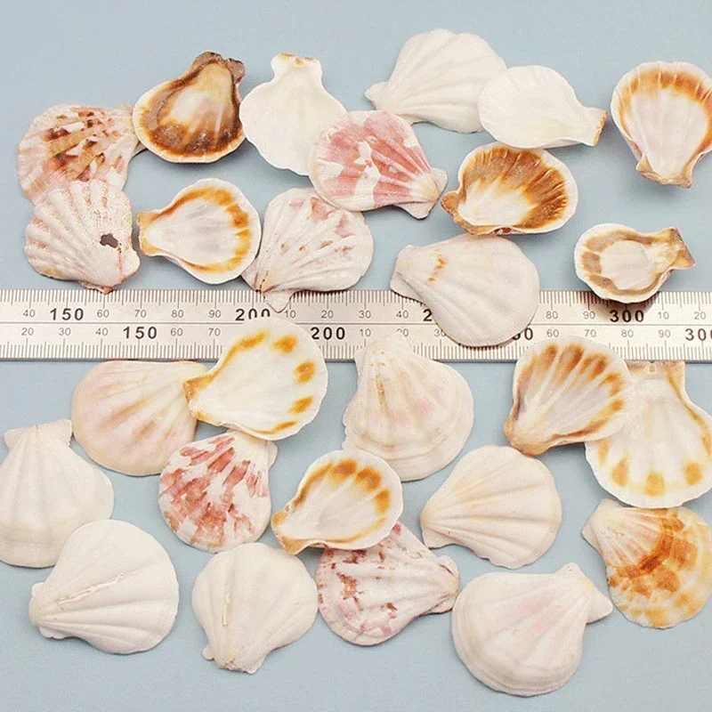 Natural Shell Ornaments Natural Mini Conch Mediterranean 1Bag Interesting Colored Mixed Real Small Sea Shells Aquarium Nautical Decoration Ornaments