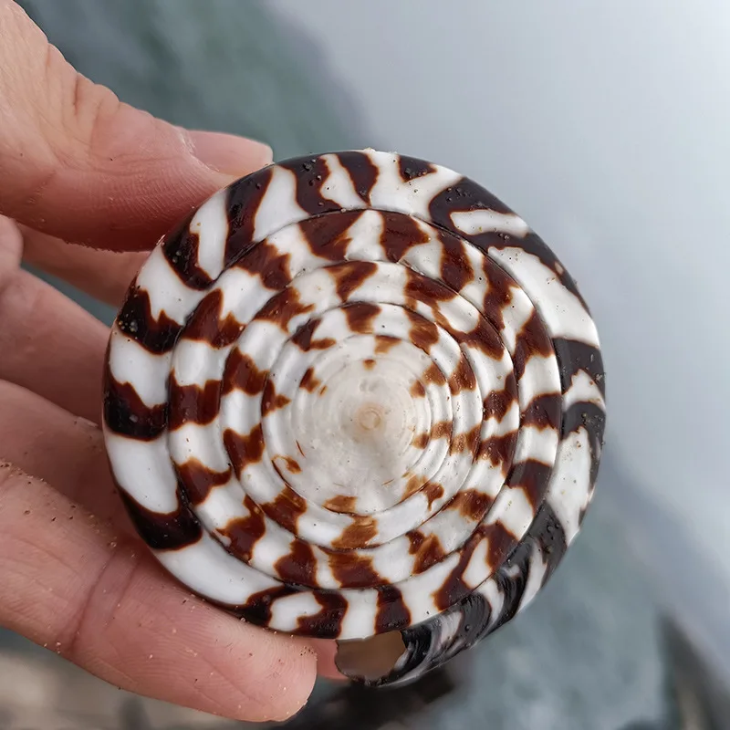 Natural Leopard Cone Big Alaphbet Cone Shell Lithoconus leopardus Real Black Spot Shape Sea Shells for Nautical Home Decoration natural shell ornaments