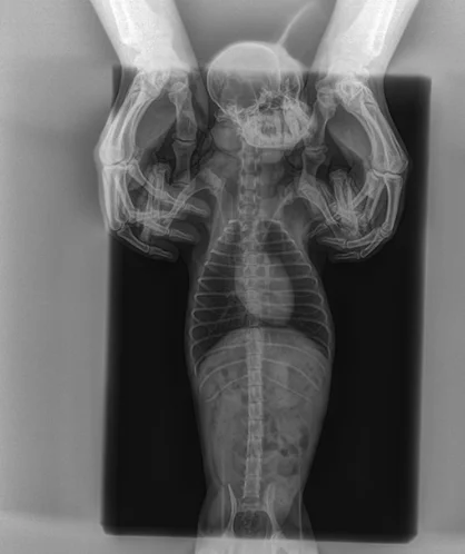 Рисунок 3 - Ветеринарный и человеческий FPD