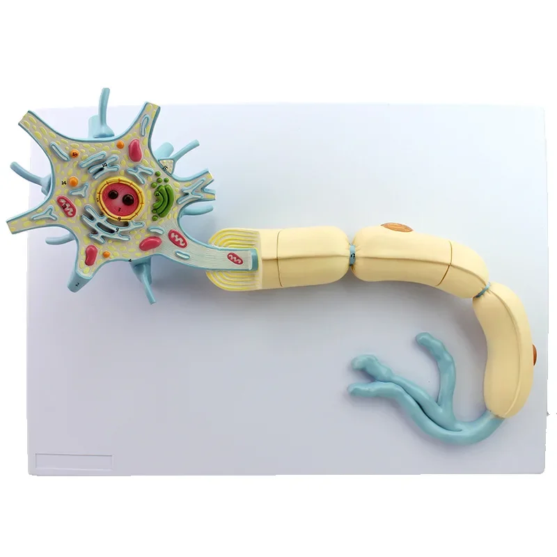 Amplified version of the medical neuron model, amplified model of nerve fiber structure, medical brain neurolysis
