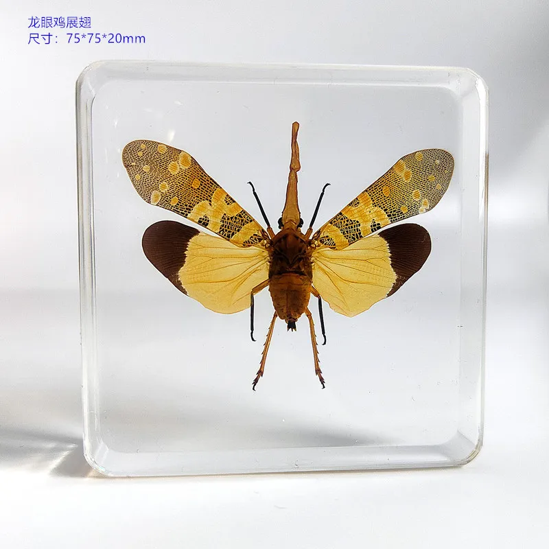 18 kind of Resin insect specimen centipede spider beetle scorpion biological handmade specimen boy gift 4