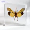 18 kind of Resin insect specimen centipede spider beetle scorpion biological handmade specimen boy gift 4