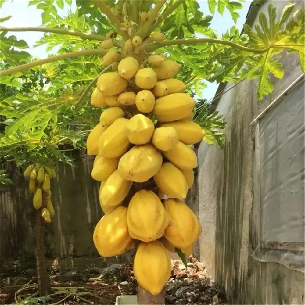 Sideboard Furniture for Fruits Flowers Papaya Plant