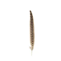 10pcs 25-30cm Natural Pheasant Tail Feathers 5