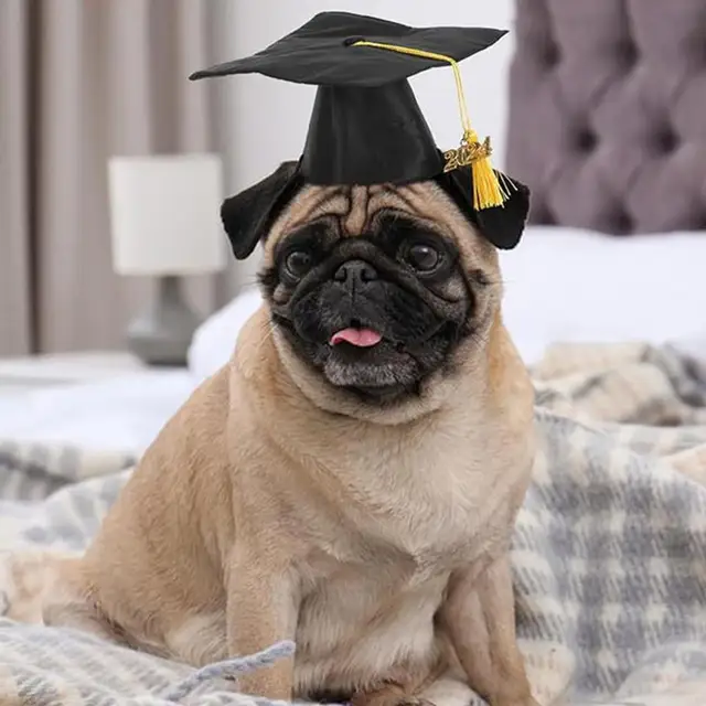 Graduation Gowns For Dogs Dog Graduation Dogs Cats Graduation
