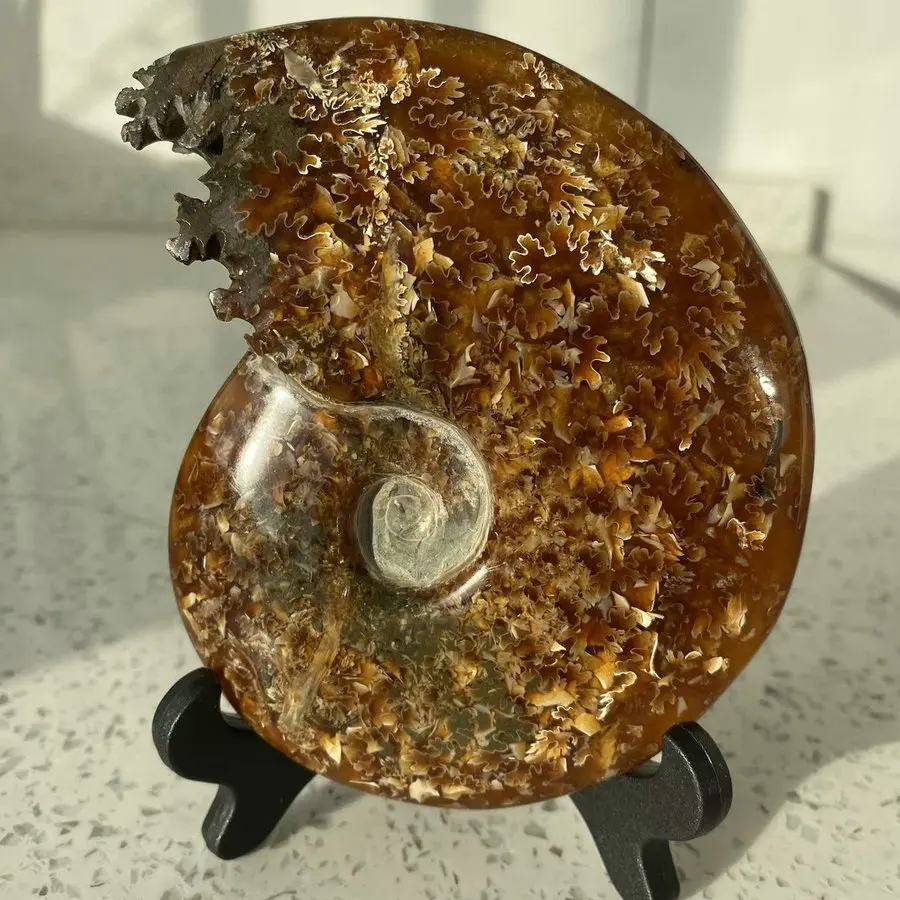 Natural conch fossilised beak jade conch maple leaf furniture office desk decoration