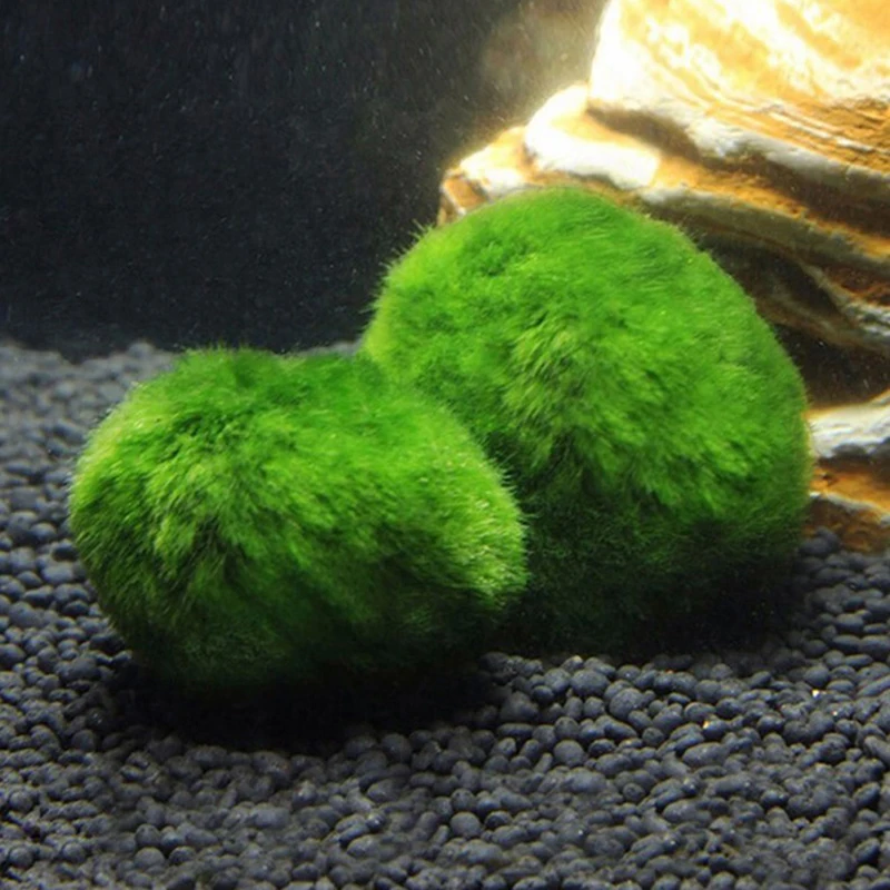 Artificial Aquarium Plants Fish Tank Ornaments 3-4cm Marimo Moss Balls Live Aquarium Plant Algae Fish Shrimp Tank Ornament Simulation Green Algae Balls