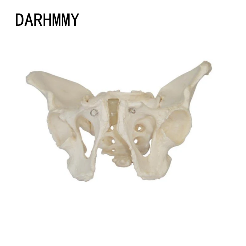 

DARHMMY Life Size Male Pelvis Model Human Skeleton Model Specimen Hip Skeleton Anatomy Medical Tool 1:1 Pubis Skeletal