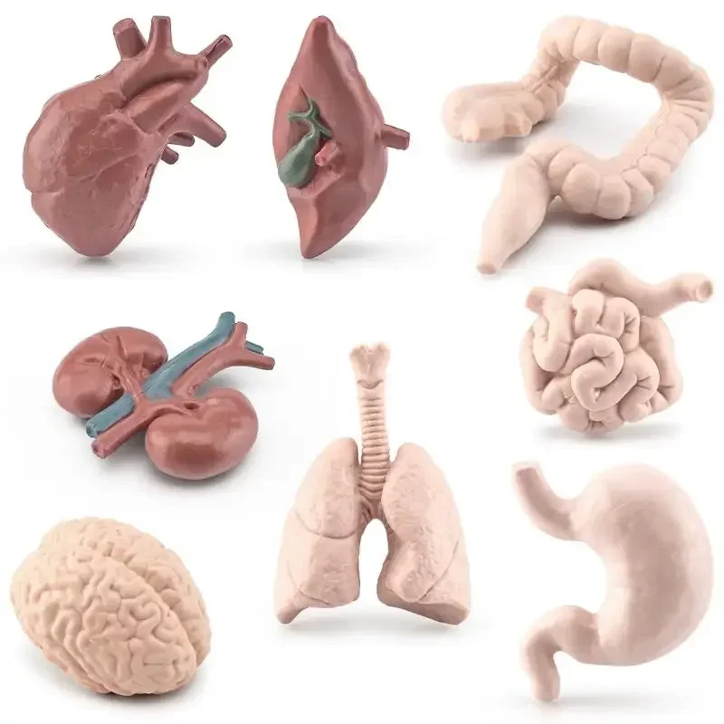 Body Organ Miniature Anatomy Organs Model Education Montessori Toy Kiddie Boy Girl Collection Figurines 8PCS 2