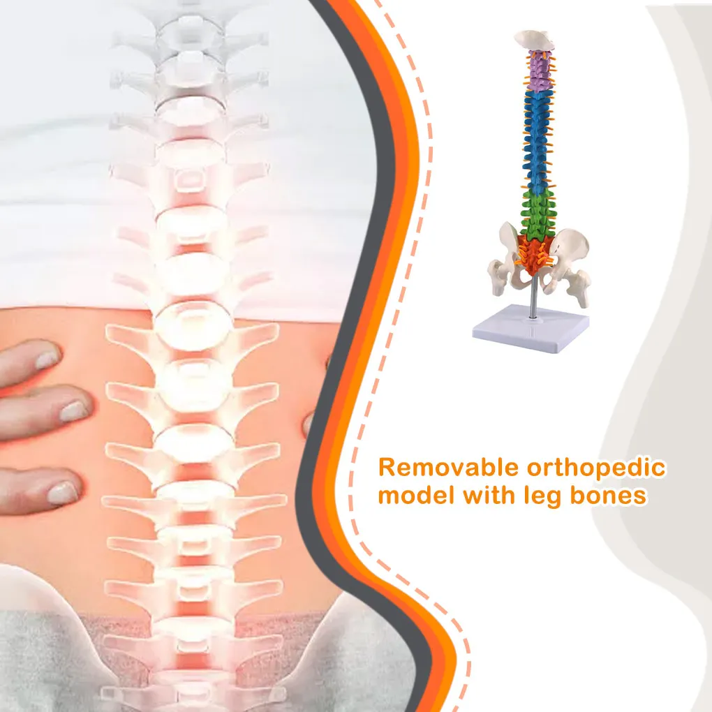 

Spinal Column Model Multifunctional Teaching Tools Anatomical Anatomy Teach Resources Models School Medical Students