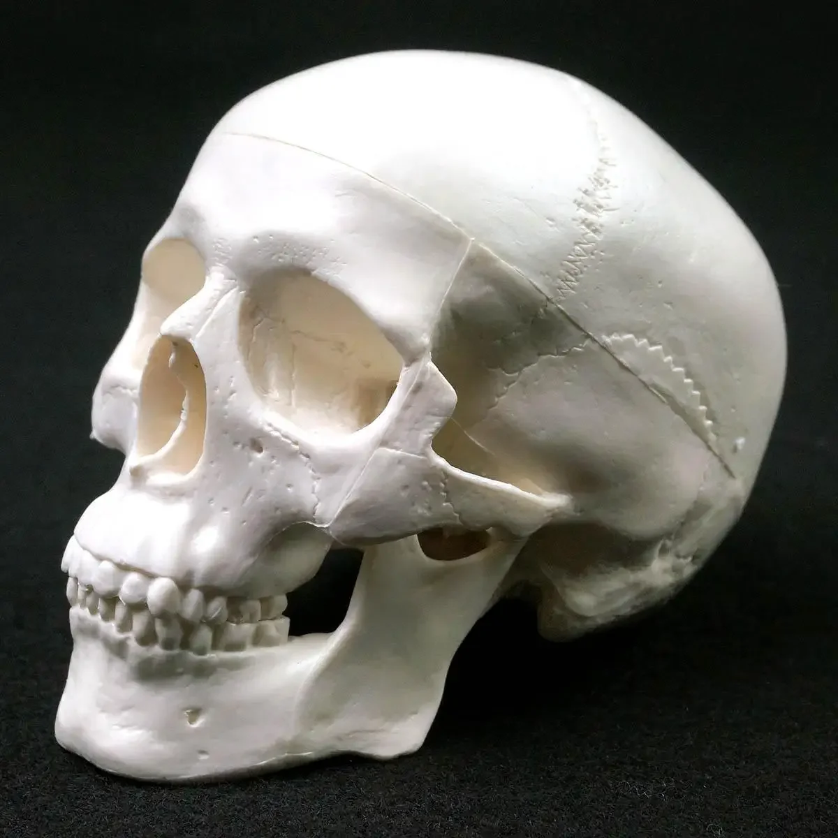 Human Anatomical Model Medicine Skull Head Studying Anatomy Teaching Supplies Skull Model human skull model