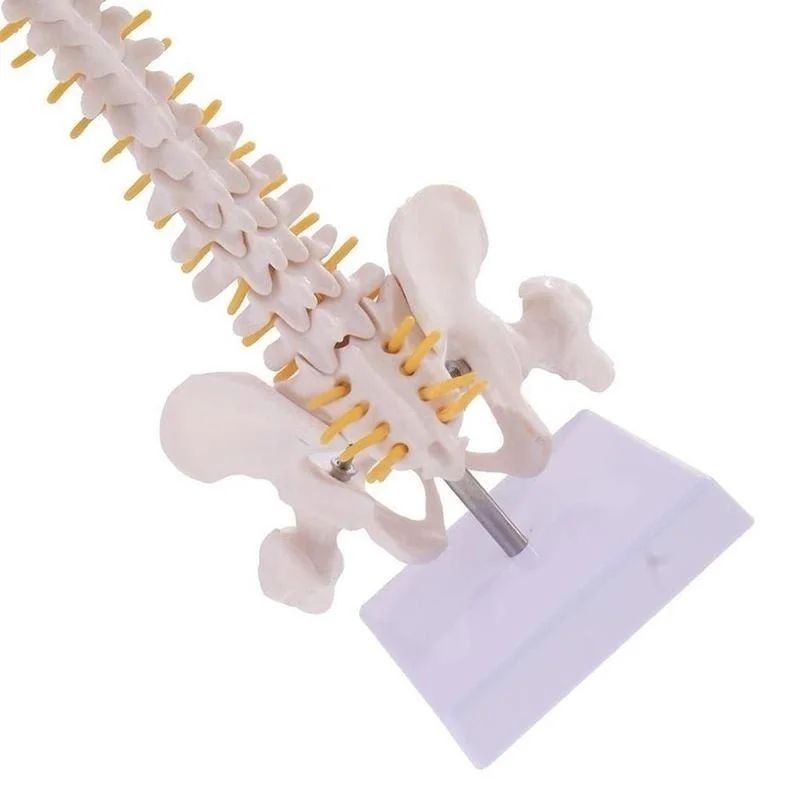 45cm Vertebral Column Human Spine Anatomy Model Skeleton Medical Science Teaching Resources