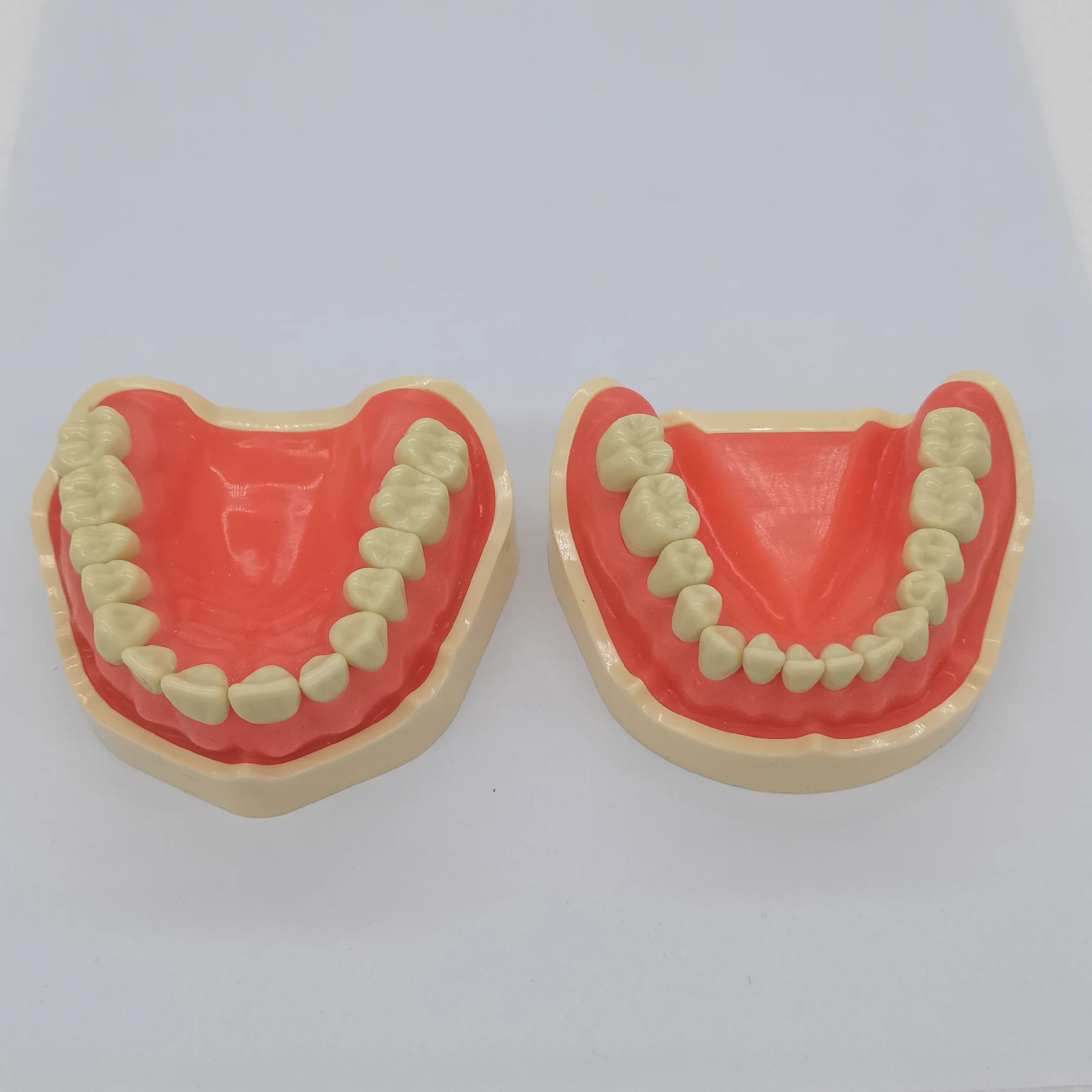 Frasaco ANA-4 Typodont 핏 치과용 나사 장착 치아 모델, 부드러운 잇몸 및 풀 세트 교체 치아, 연습 충전, 28 개