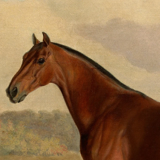 equino  Esboço cavalo, Pintura animal, Coisas simples para desenhar