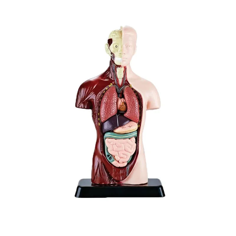Modello di torso umano 28/45/55 cm, modello di anatomia corpo umano, modello di assemblaggio anatomico 4D di organi umani per insegnamento scolastico,55 cm