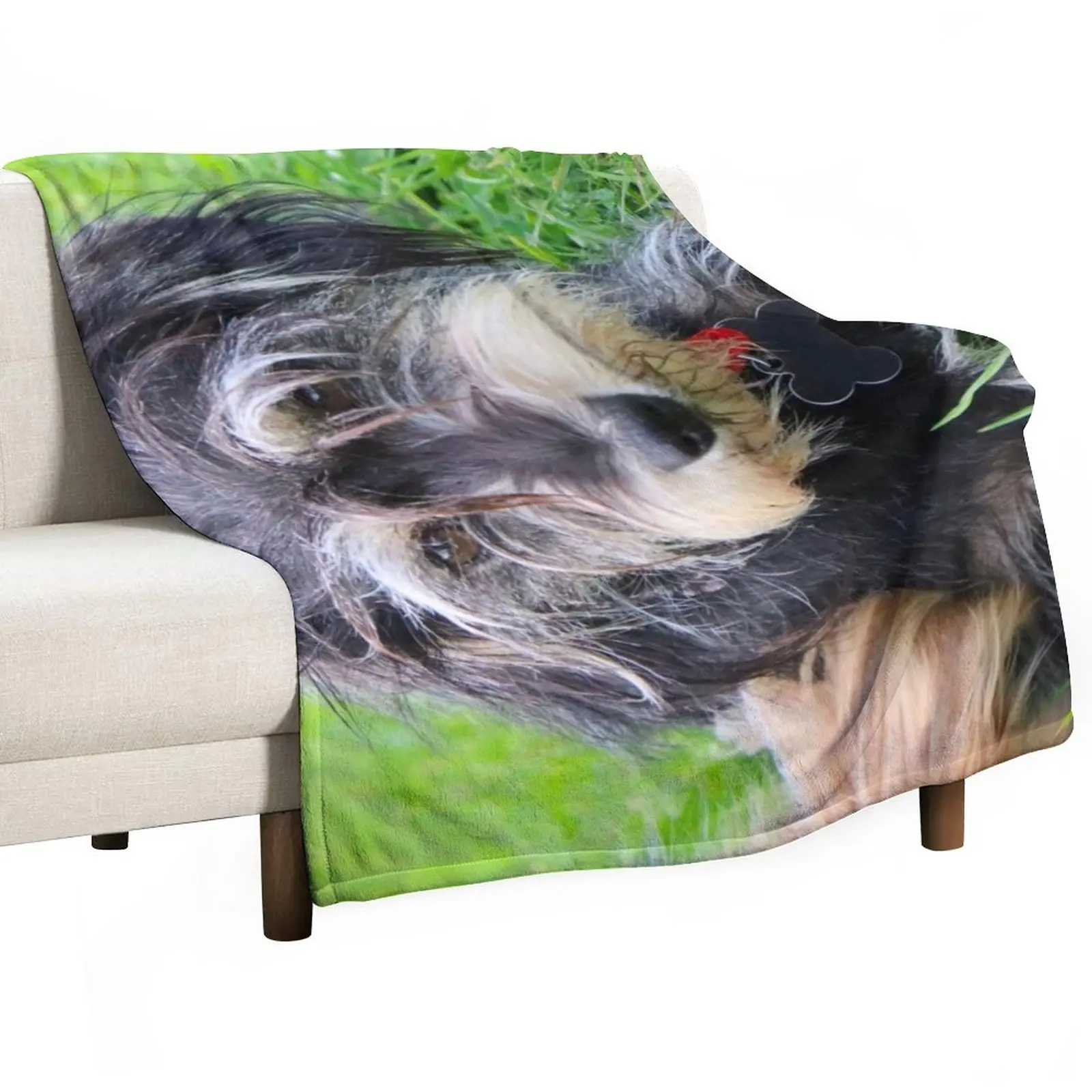 

Miniature schnauzer doggy, bella Throw Blanket Moving Blanket Loose Blanket Warm Blanket