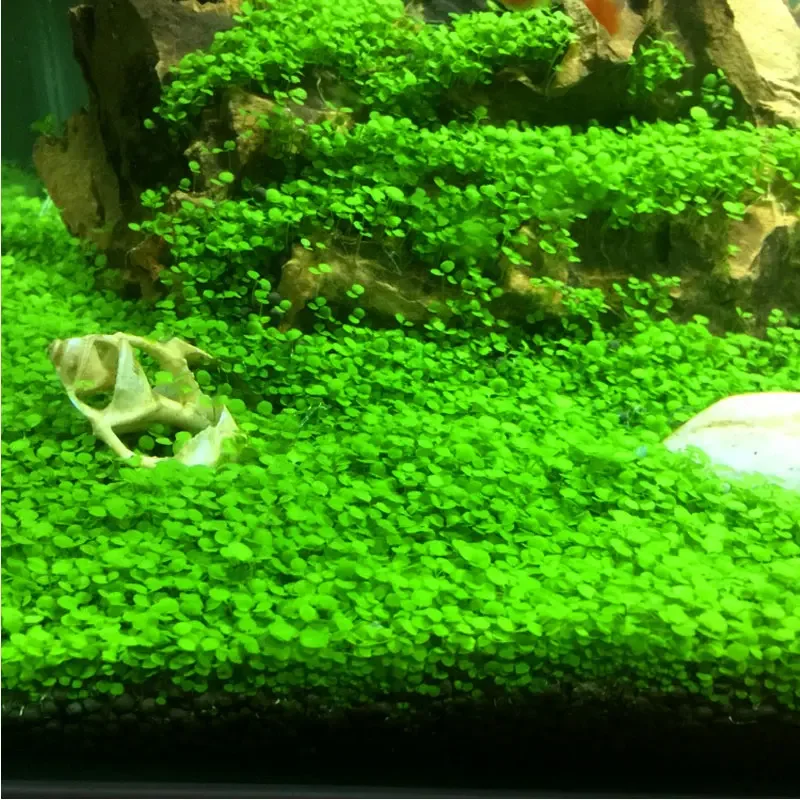 Aquarium Fertilizer Aquatic Plant Substrate Landscaping Materials Aquarium Soil