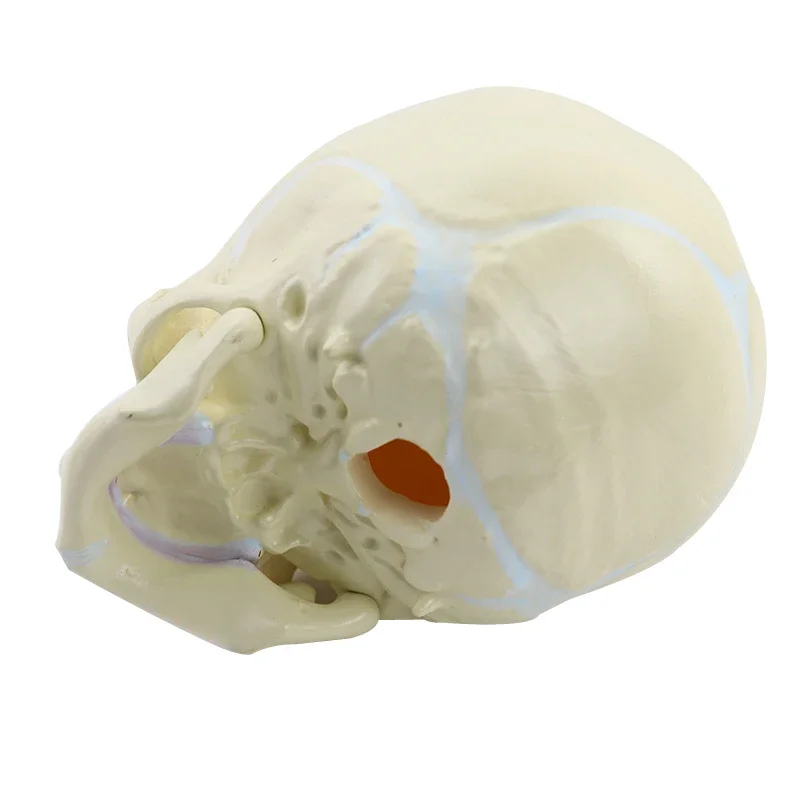 1:1 Human Fetal Baby Infant Anatomical Skull Anatomy Skeleton Model Teaching Supplies Tool for Medical Science Lab Supply