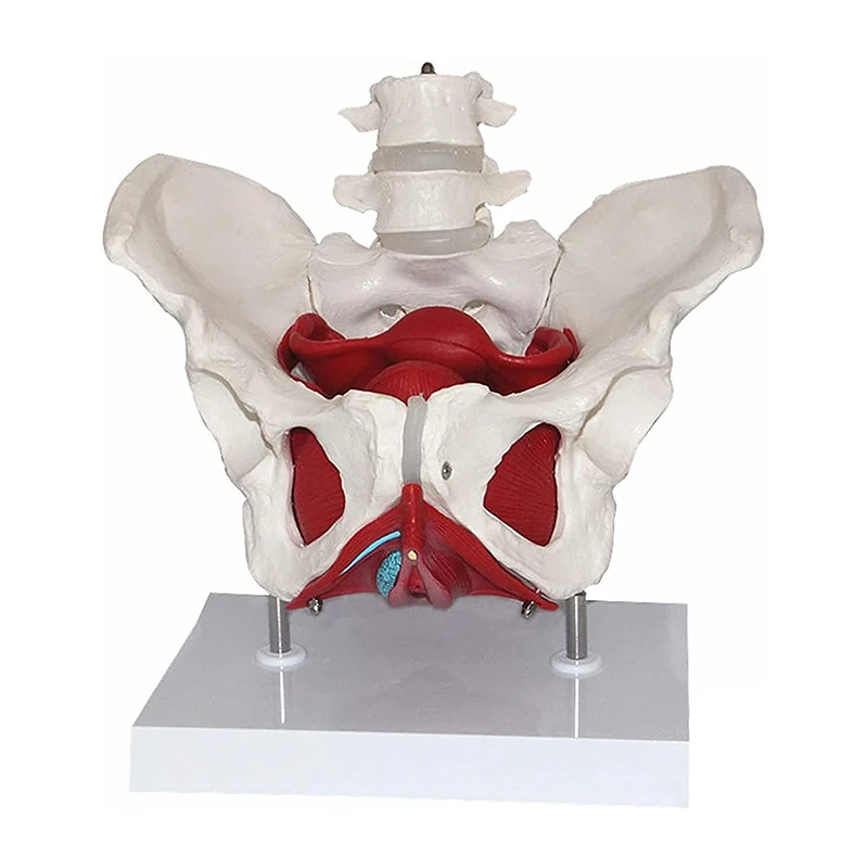 Female Pelvis Vessels Muscles Nerves Anatomy Model Medical Science Teaching Resources