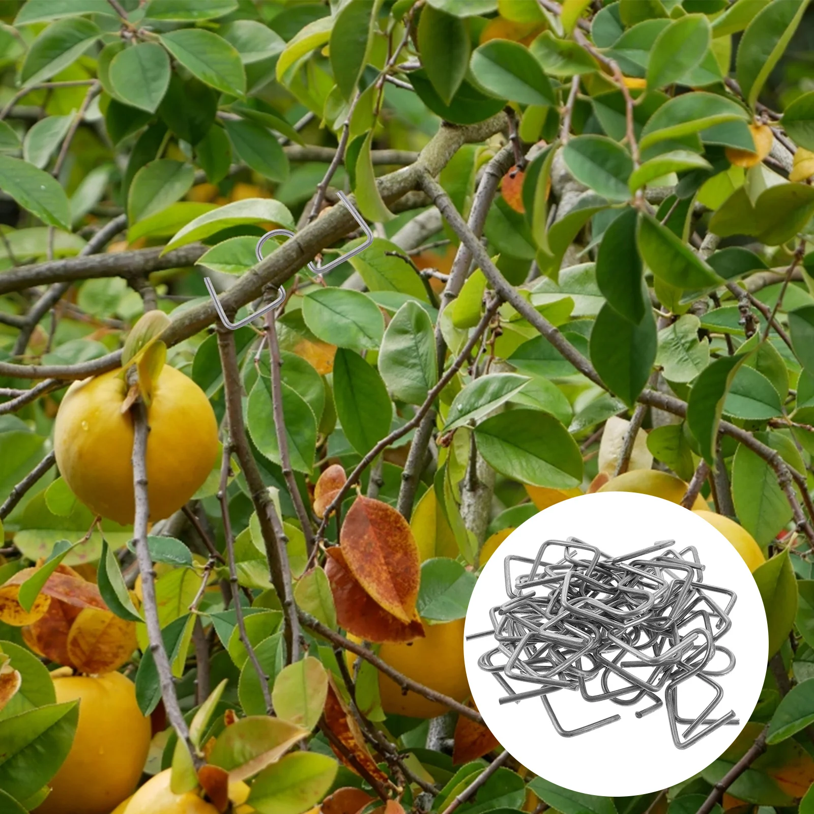 

Средство для формирования ветвей фруктового дерева, инструменты для бонсая