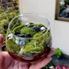 Micro Landscape Bevelled Glass Vase Fresh Green Succulent Moss Bottle Glass Terrarium Bonsai Home Desktop Decor 5