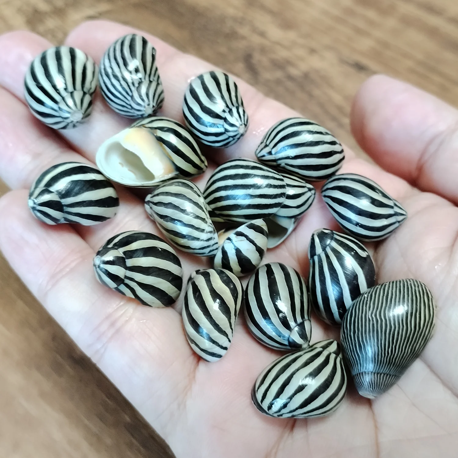 30 Pcs Neritina Turrita 달팽이 홈 장식, 파티 결혼식을위한 천연 ..