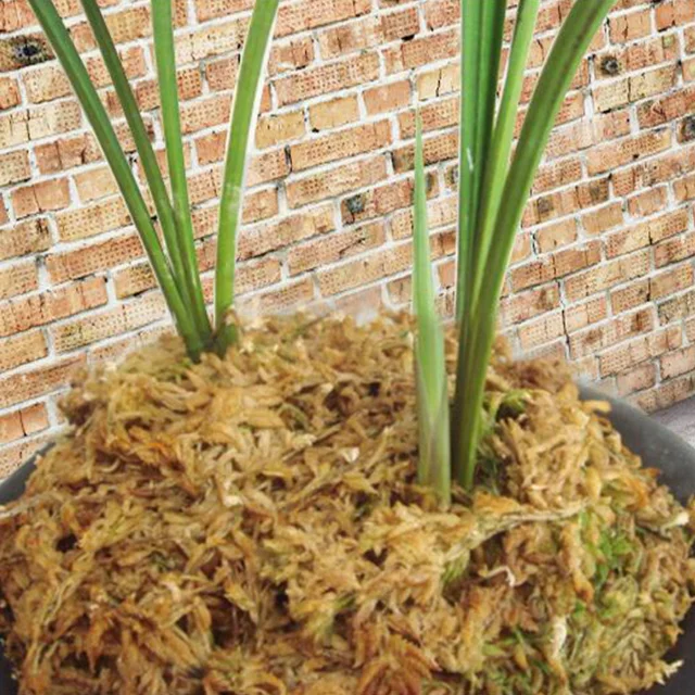 12 L Sphagnum Moha Mohát Hidratáló Táplálkozás Bio Műtrágya Védelme Orchidea Zamatos Növényi Gyökerek Diy Virág Edény Otthoni Kert - Image 2