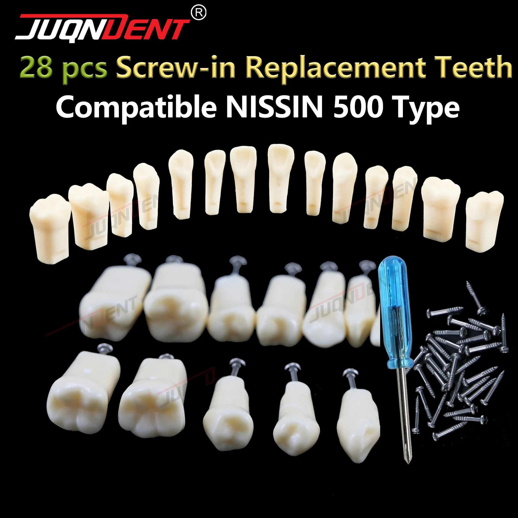 Typodont Dentaire Avec Dents En Résine à Visser - Modèle Compatible Kilgore Nissin 200/500 - Neuf