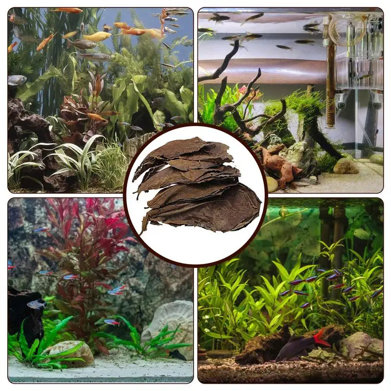 Aquarium Leaves Terminalia Catappa Leaves PH Balance Water Conditioner Betta Fish Toys Lower pH Level