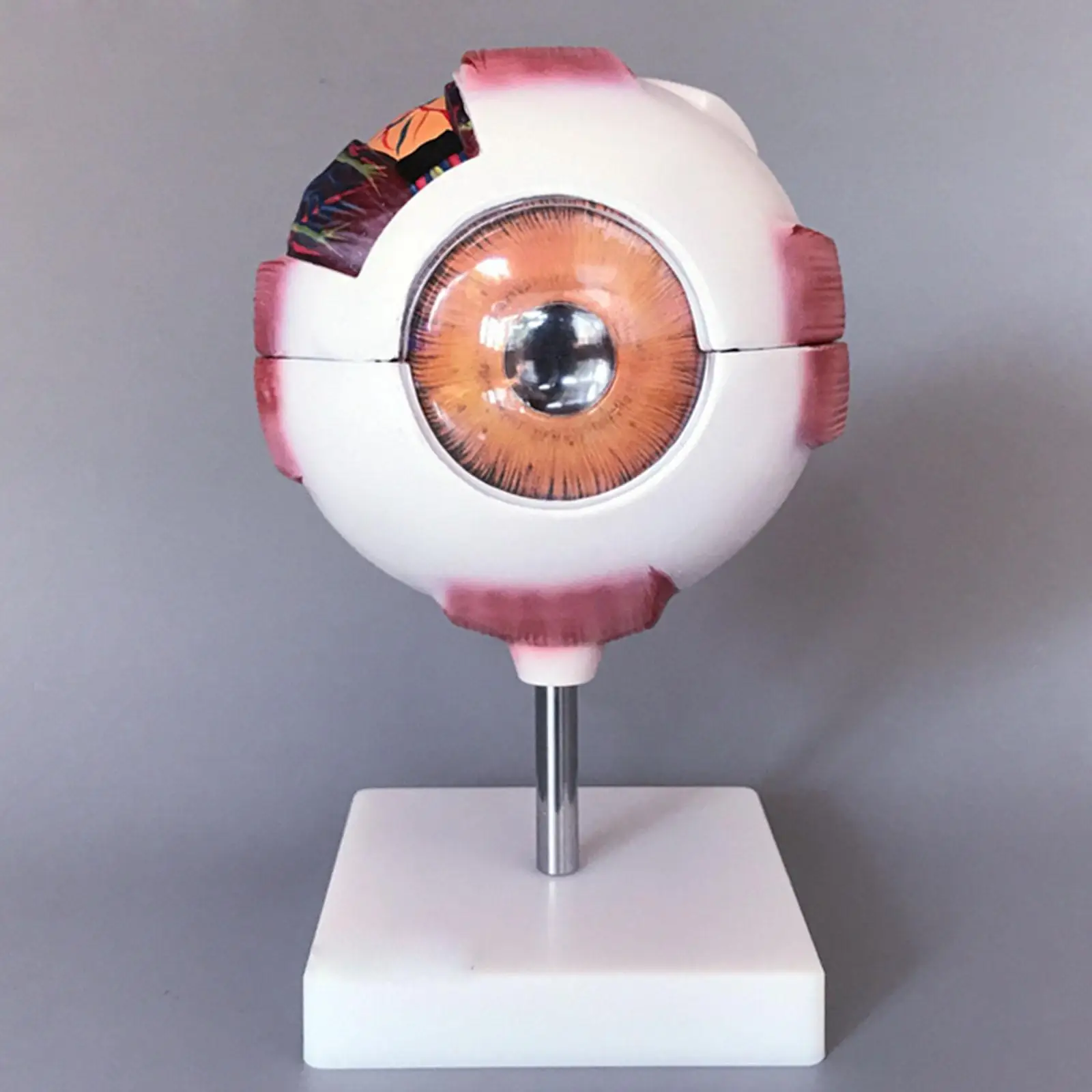 

6X Life Size White Human Eye Ball Anatomical Model Training Medical Kit