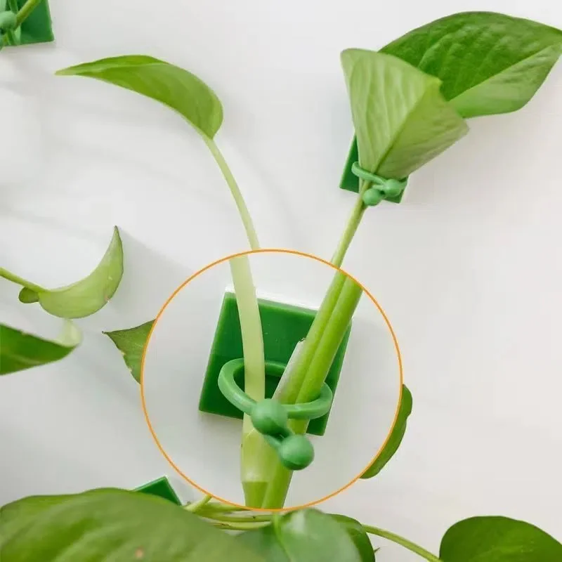 Plant Climbing Wall Self-Adhesive Fixed Buckle Hook Fastener Tied Fixture Vine Buckle Hook Garden Plant Wall Climbing Vine Clips 3