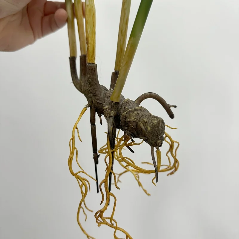 Realistic Large Lotus Leaves with Roots - Artificial Green Plant for Landscape and Outdoor Hotel Decor