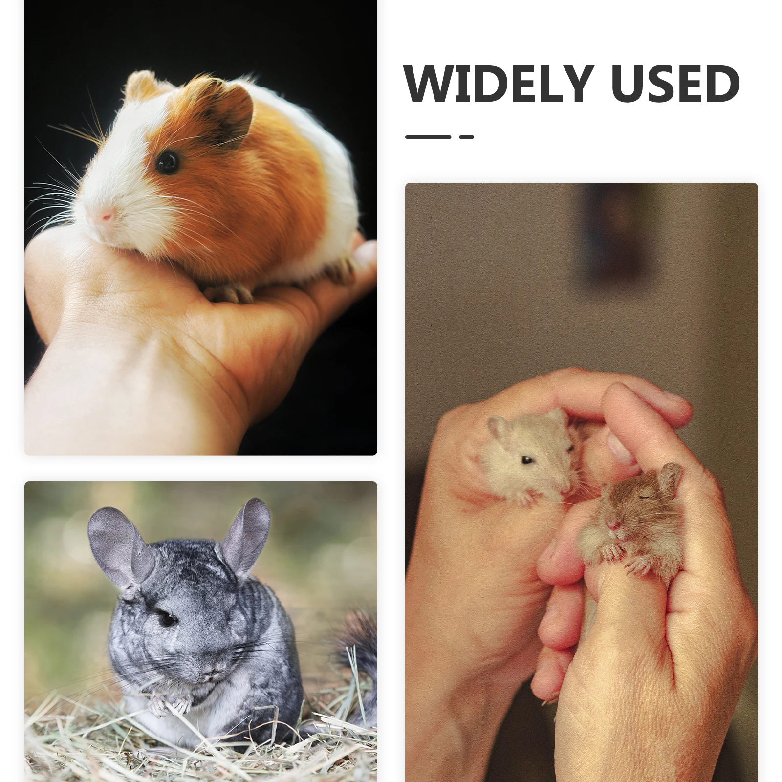Picture of What Are the Best Hideaways for Guinea Pigs? A Comprehensive Guide for ...